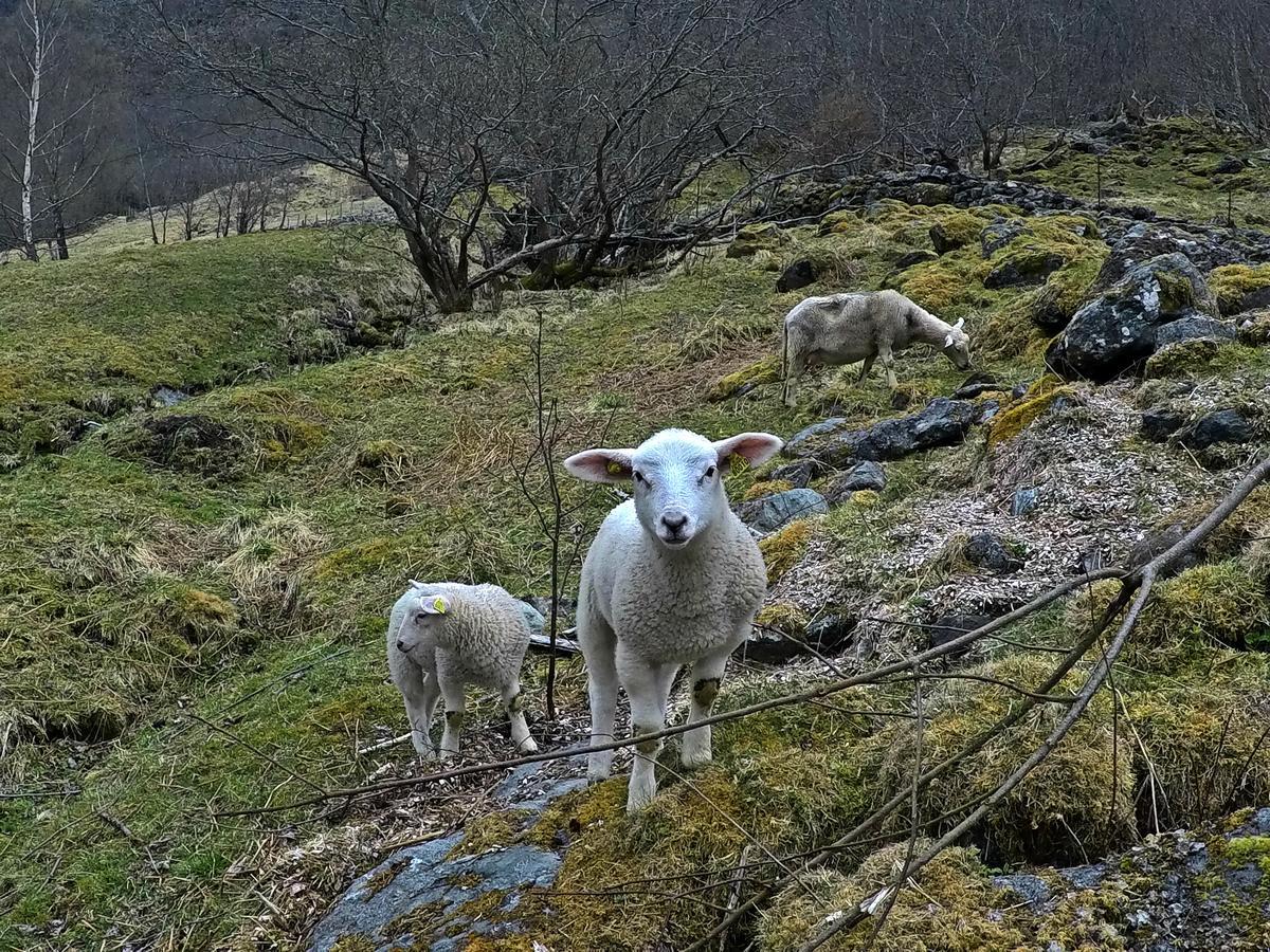 Brekke Gard Hostel Flåm Εξωτερικό φωτογραφία